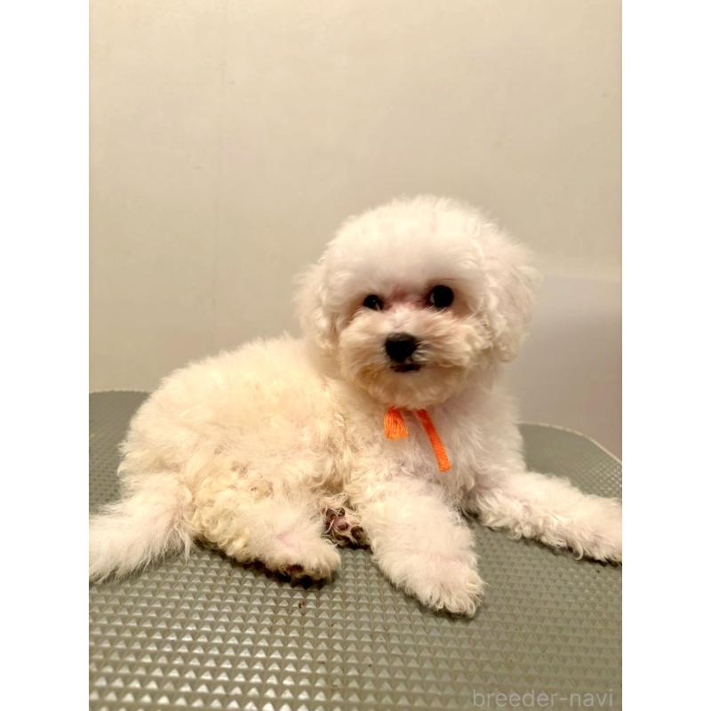 販売中の東京都のミックス犬-404061の5枚目