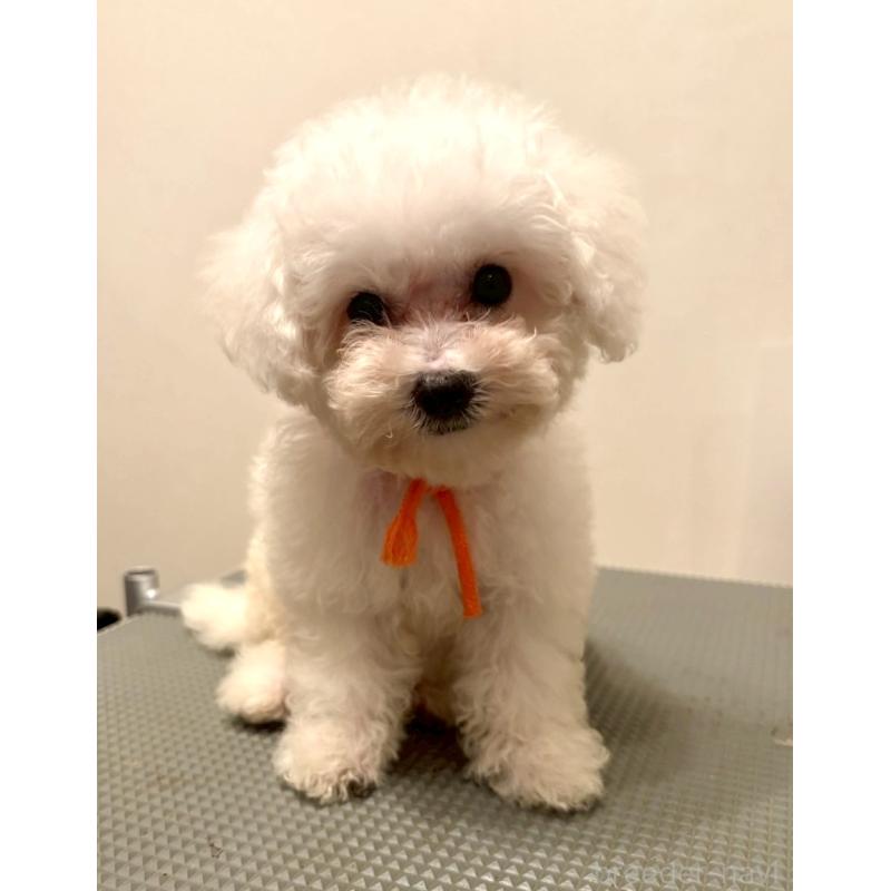 販売中の東京都のミックス犬-404061