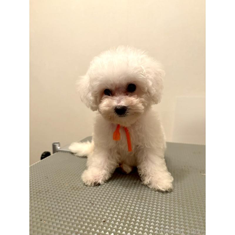 販売中の東京都のミックス犬-404061の3枚目