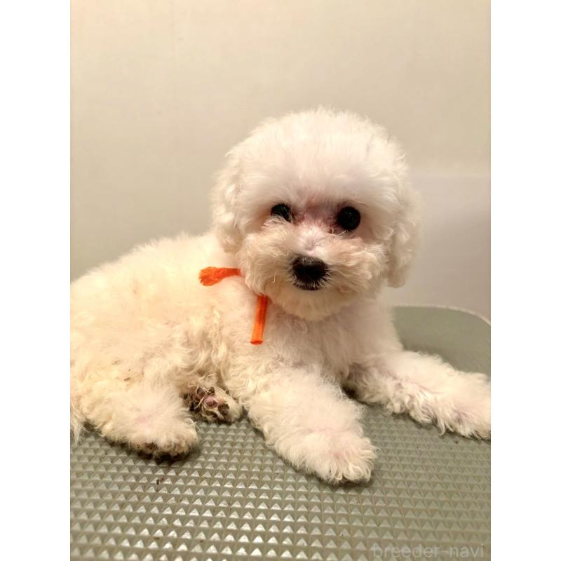 販売中の東京都のミックス犬-404061の2枚目