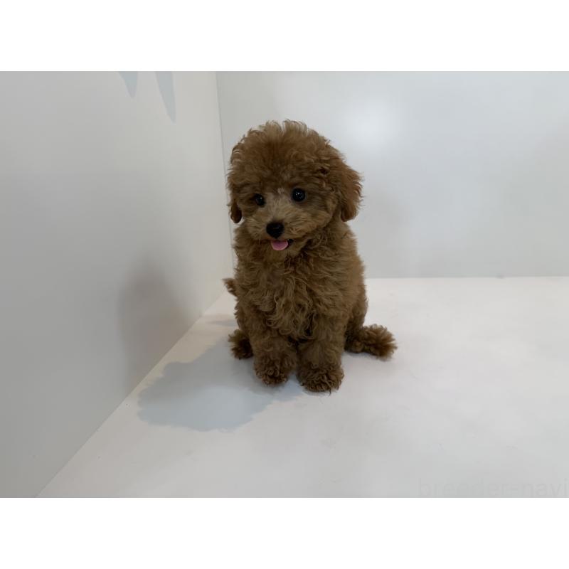 成約済の広島県のタイニープードル-405277の3枚目