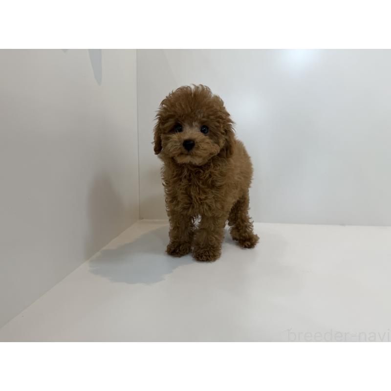 成約済の広島県のタイニープードル-405277の2枚目