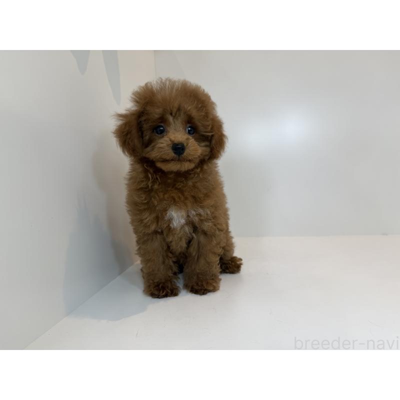 成約済の広島県のティーカッププードル-401895の3枚目