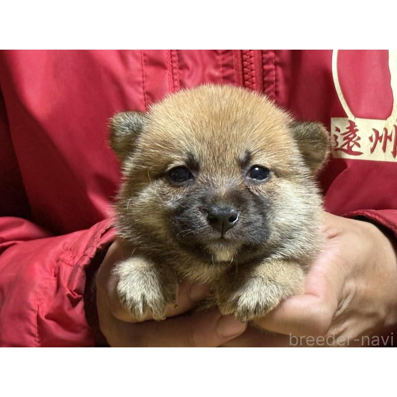 成約済の千葉県の柴犬-411812の2枚目