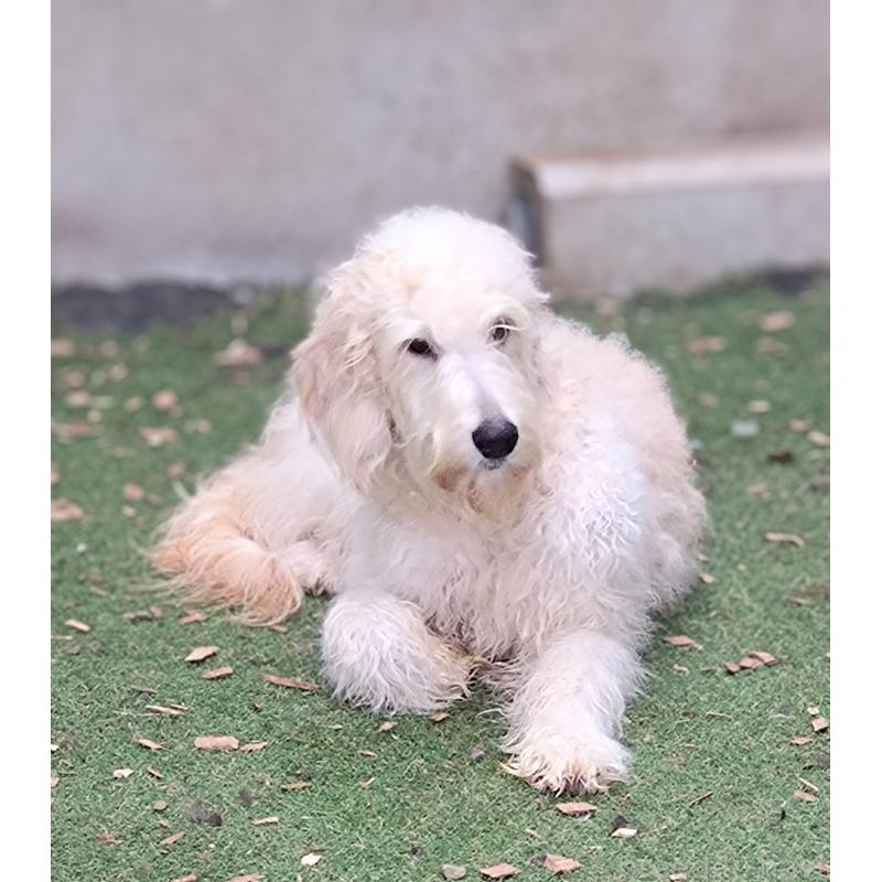 成約済の兵庫県のゴールデンドゥードル:ゴールデンレトリーバー×プードル-373562の3枚目