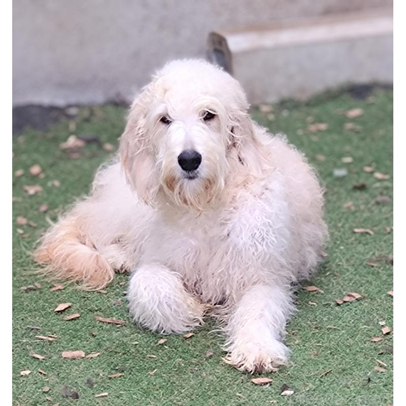 成約済の兵庫県のゴールデンドゥードル:ゴールデンレトリーバー×プードル-373562の2枚目