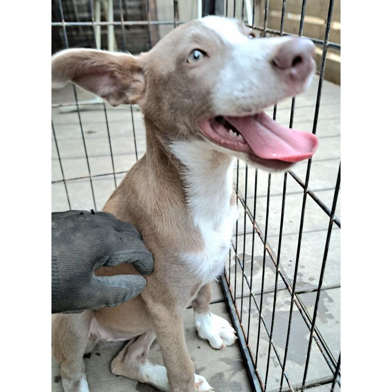 販売中の千葉県のミックス犬-406839の16枚目