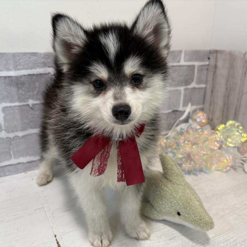 販売中の東京都のミックス犬-394991