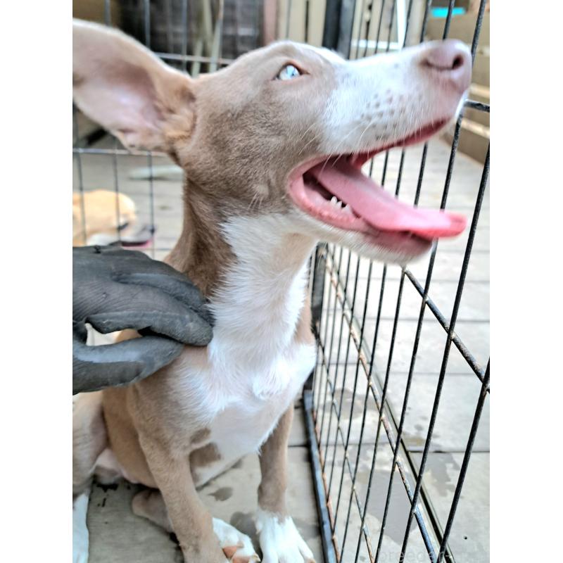 販売中の千葉県のミックス犬-406839の14枚目