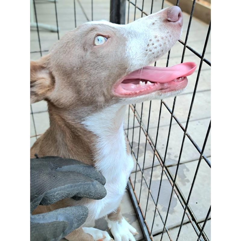 販売中の千葉県のミックス犬-406839の12枚目