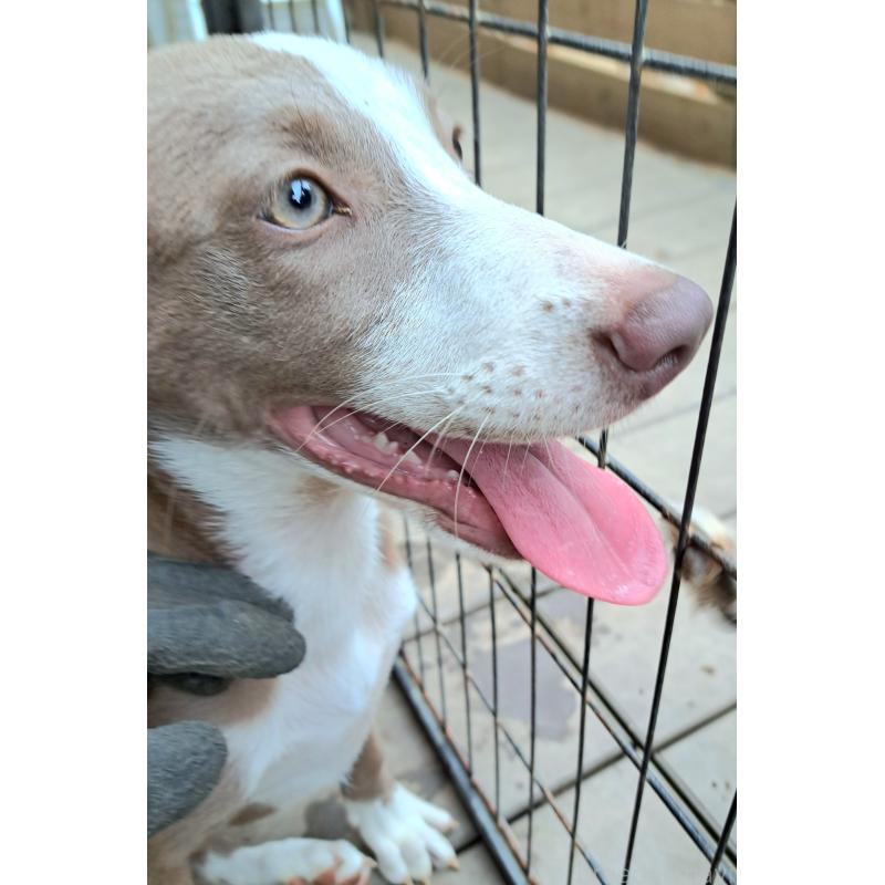 販売中の千葉県のミックス犬-406839の10枚目