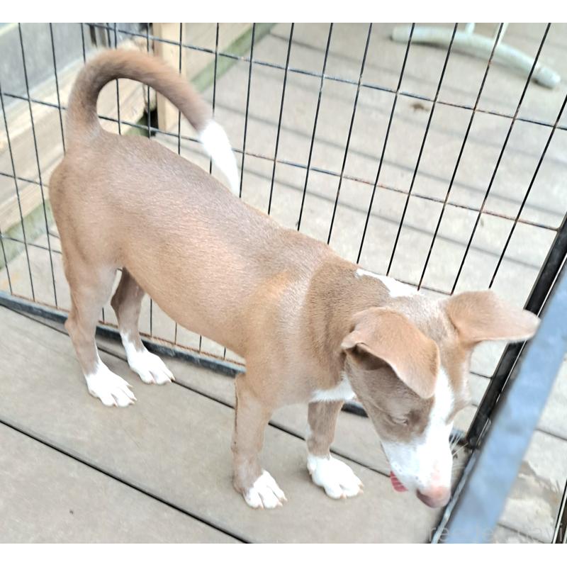 販売中の千葉県のミックス犬-406839の7枚目