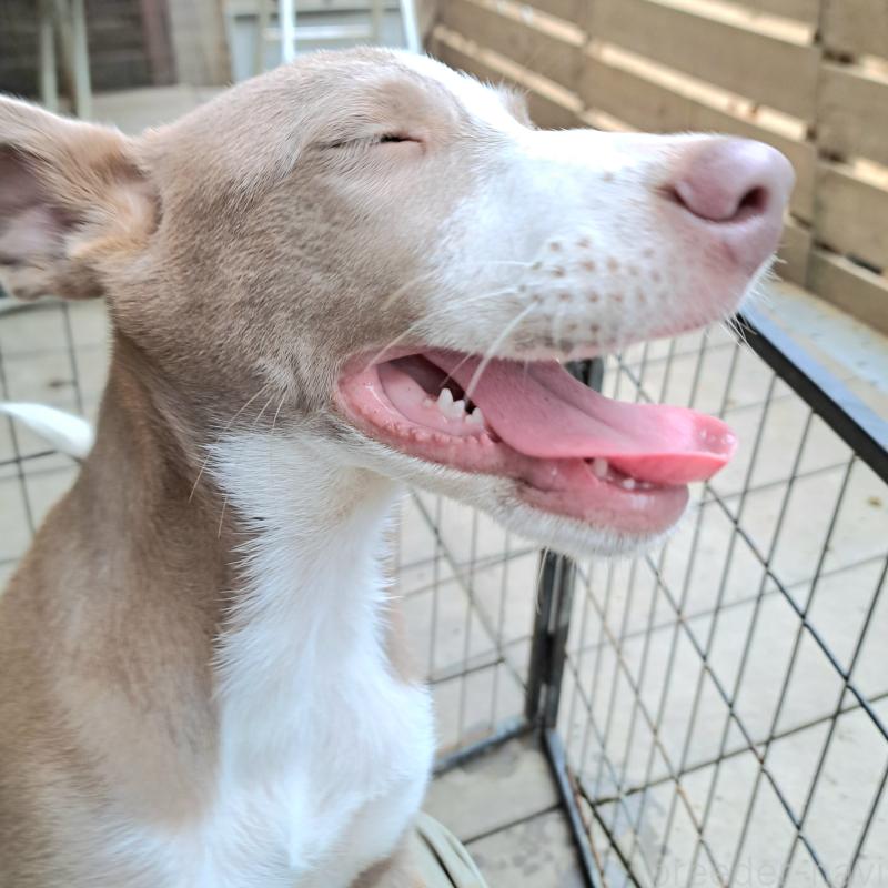 販売中の千葉県のミックス犬-406839の2枚目