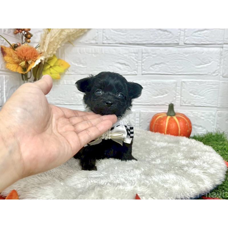 成約済の愛知県のチワプー:チワワ×トイプードル-410671の5枚目