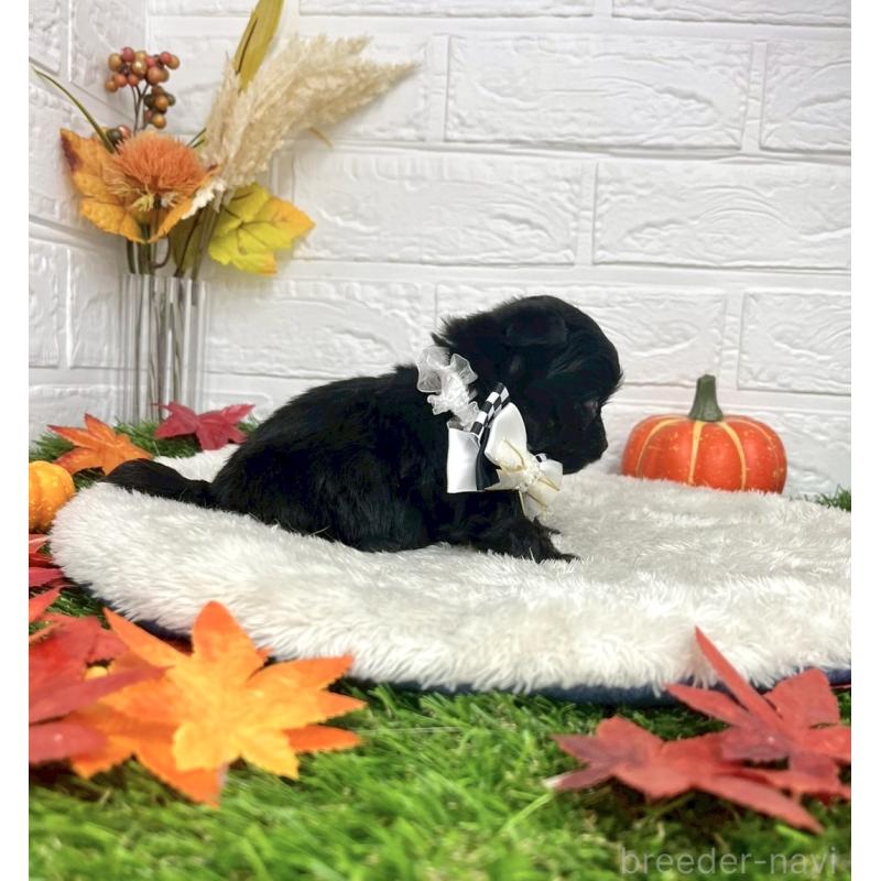 成約済の愛知県のチワプー:チワワ×トイプードル-410671の4枚目