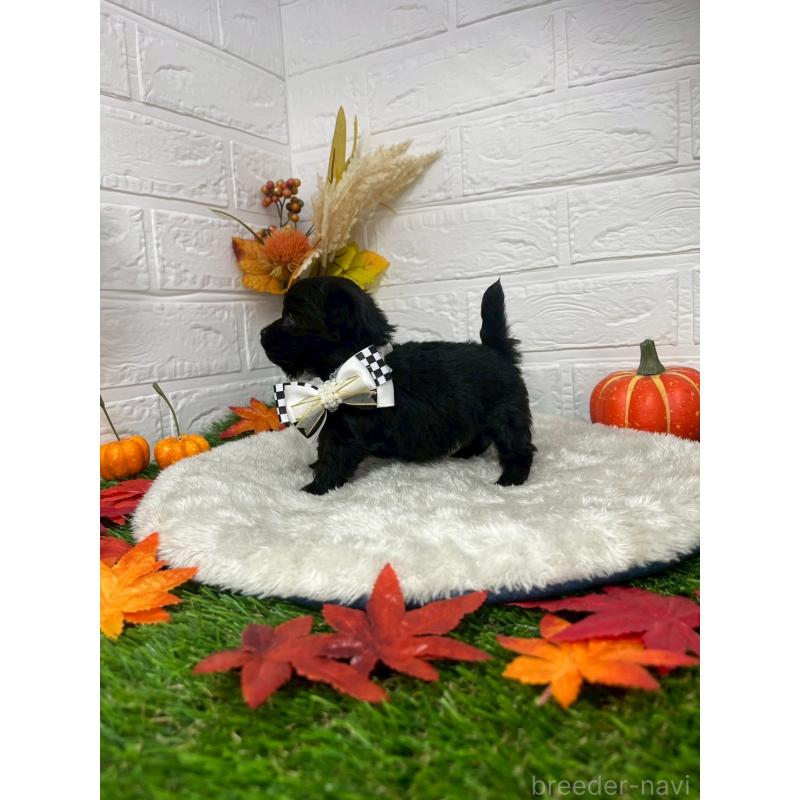 成約済の愛知県のチワプー:チワワ×トイプードル-410671の3枚目