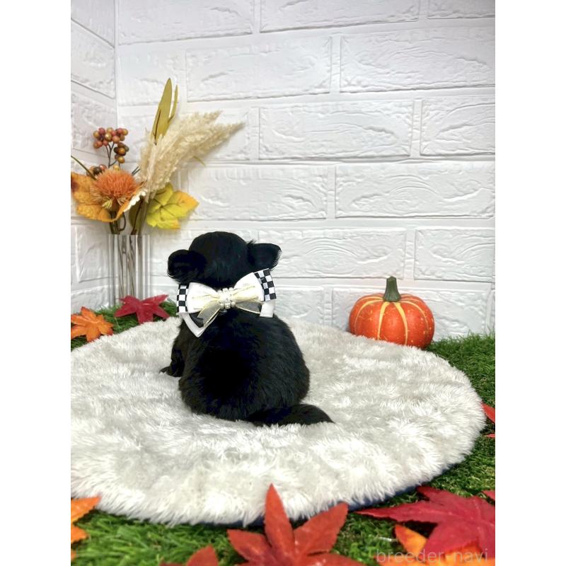 成約済の愛知県のチワプー:チワワ×トイプードル-410671の2枚目