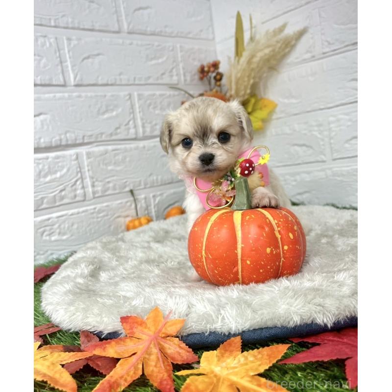 成約済の愛知県のチワプー:チワワ×トイプードル-410669の5枚目