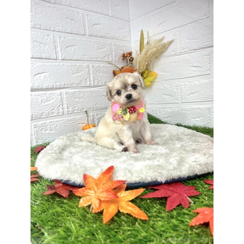 成約済の愛知県のチワプー:チワワ×トイプードル-410669の4枚目