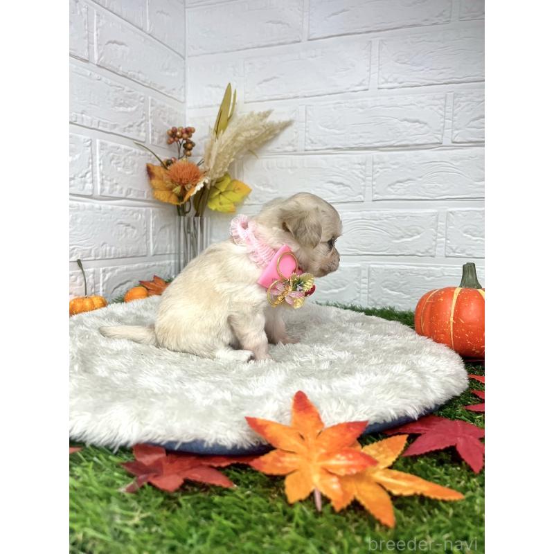 成約済の愛知県のチワプー:チワワ×トイプードル-410669の3枚目