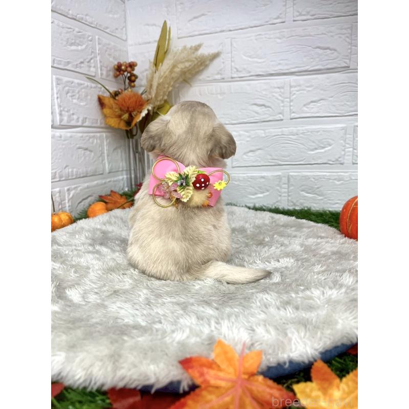 成約済の愛知県のチワプー:チワワ×トイプードル-410669の2枚目