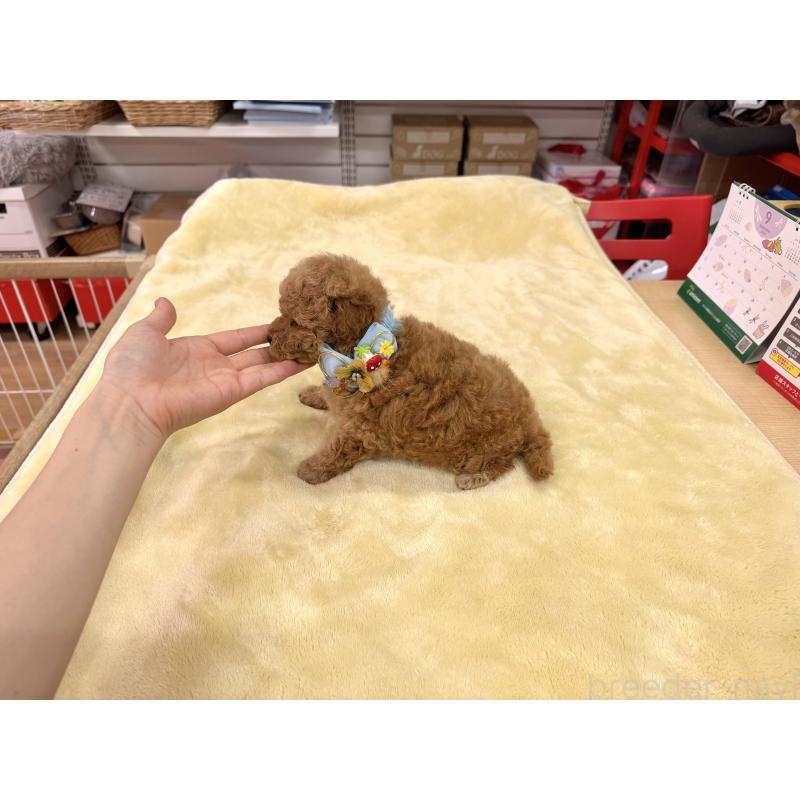 販売中の愛知県のトイプードル-410676の10枚目