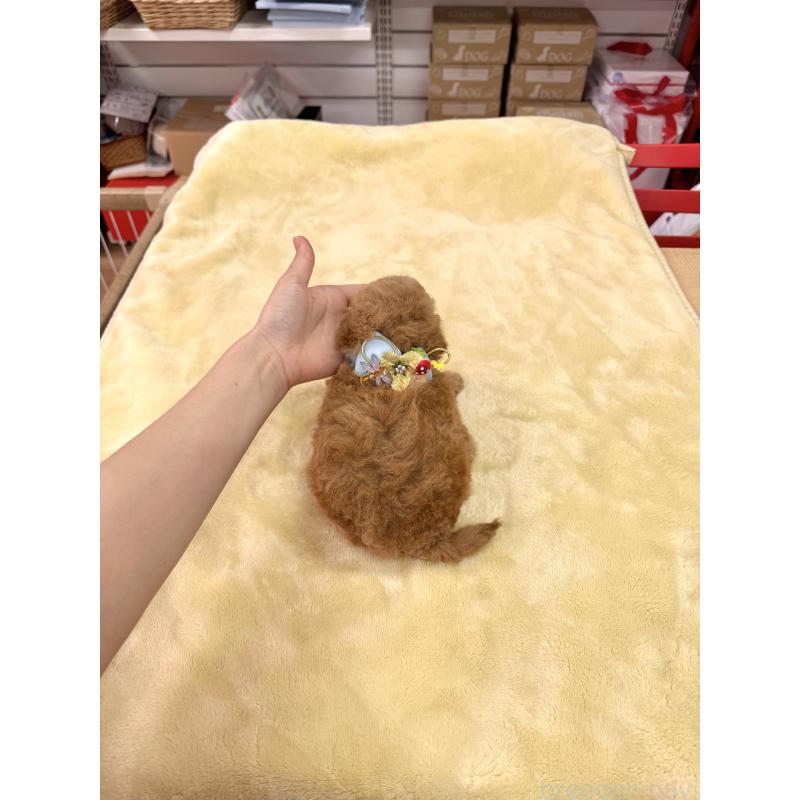 販売中の愛知県のトイプードル-410676の8枚目