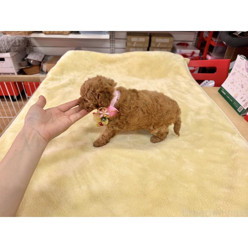 販売中の愛知県のトイプードル-410677の9枚目