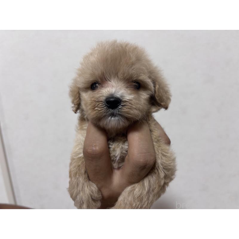 販売中の愛知県のマルプー:マルチーズ×トイプードル-413213の5枚目
