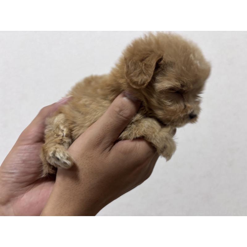 販売中の愛知県のマルプー:マルチーズ×トイプードル-413216の4枚目