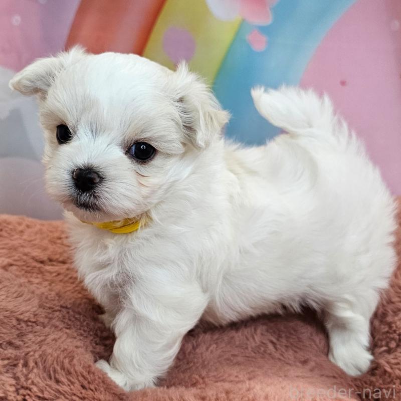 販売中の愛知県のマルチーズ-406722の13枚目