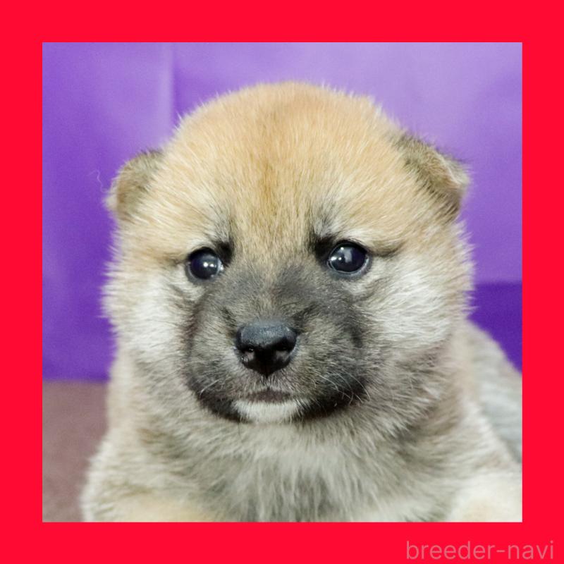 販売中の愛知県の柴犬-411600