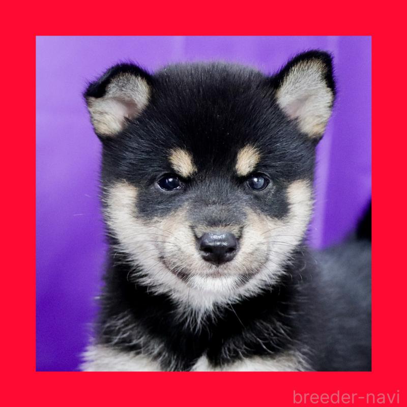 販売中の愛知県の柴犬-407173