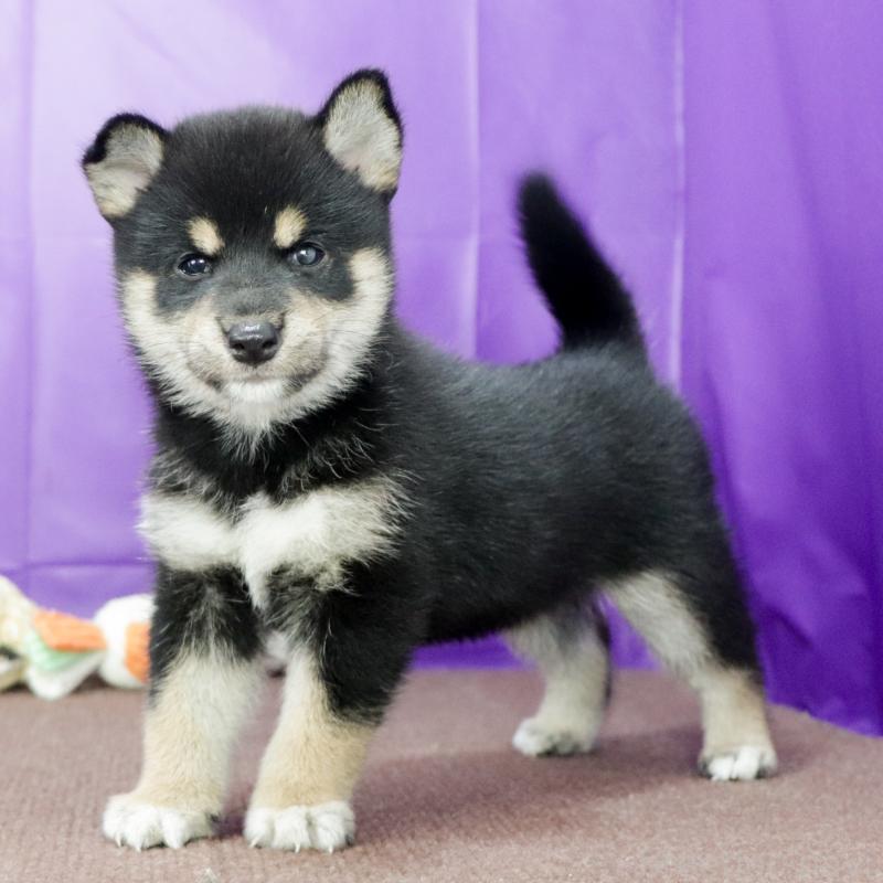 販売中の愛知県の柴犬-407173の8枚目