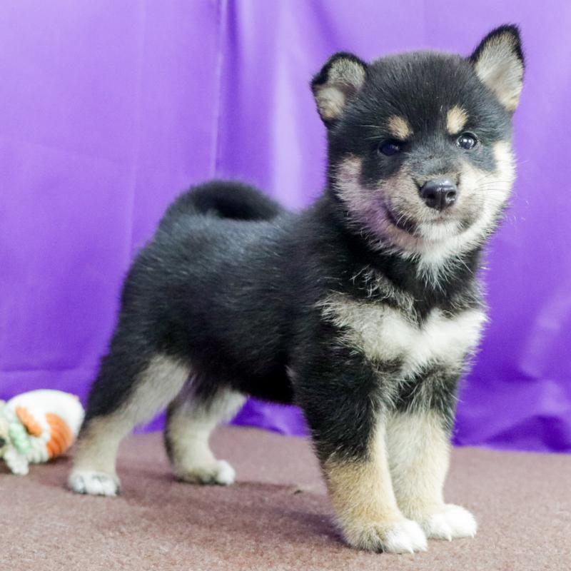 販売中の愛知県の柴犬-407173の7枚目