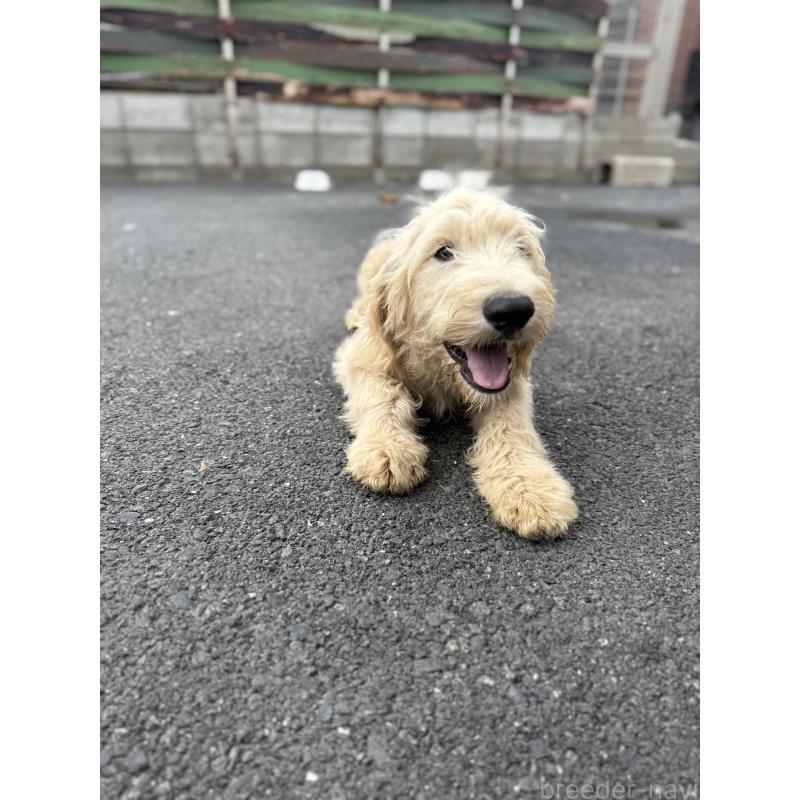 販売中の和歌山県のミックス犬-413223の6枚目