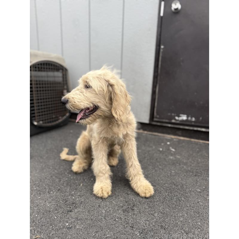 販売中の和歌山県のミックス犬-413223の5枚目