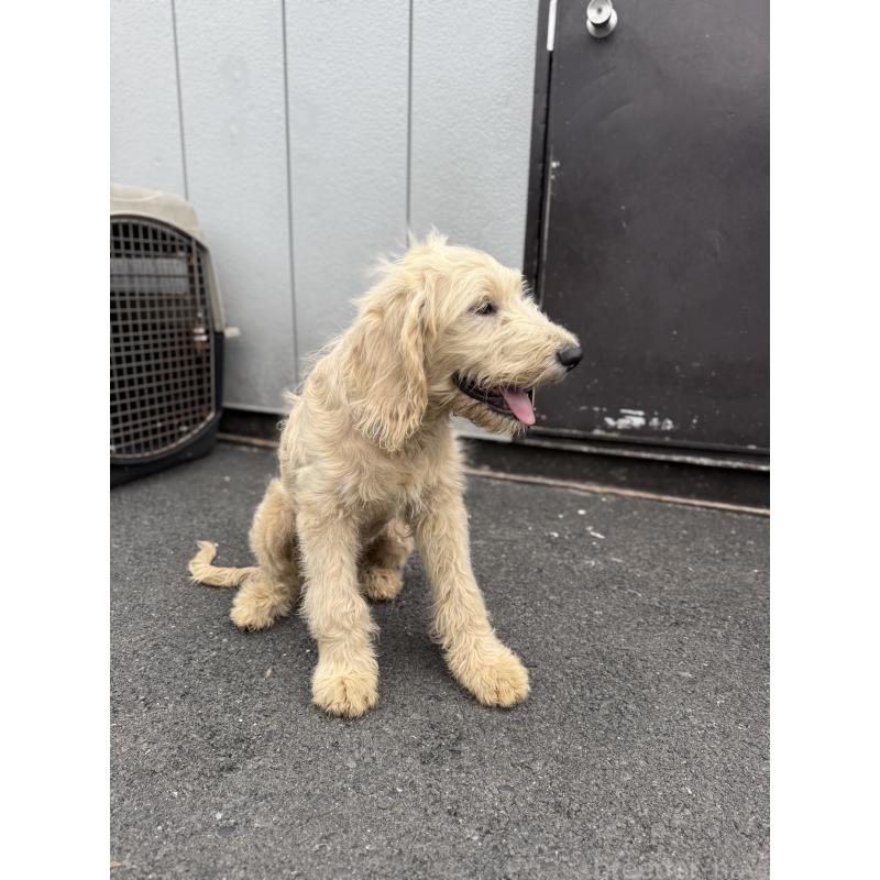 販売中の和歌山県のミックス犬-413223の4枚目
