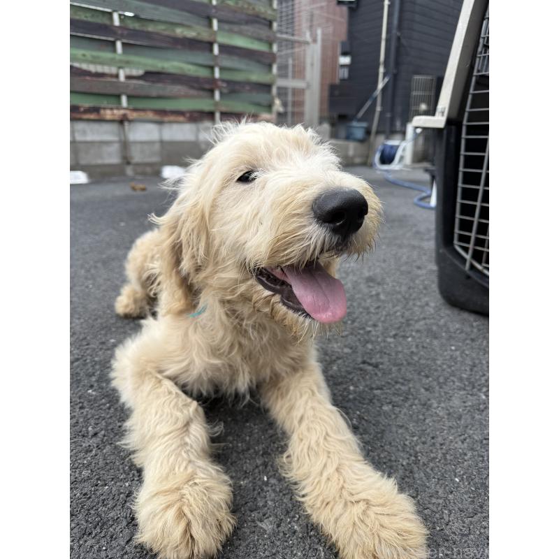 販売中の和歌山県のミックス犬-413223の2枚目