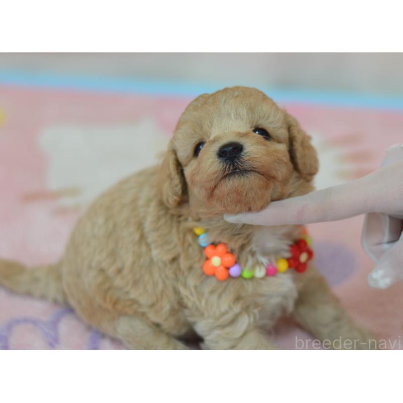 販売中の埼玉県のミックス犬-413224の5枚目