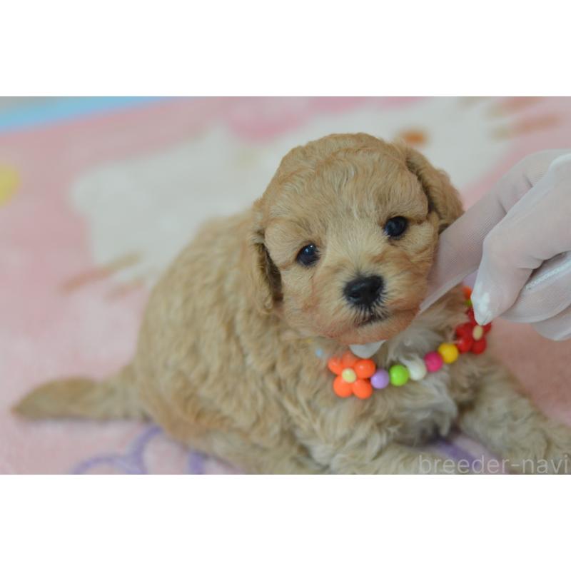 販売中の埼玉県のミックス犬-413224の4枚目