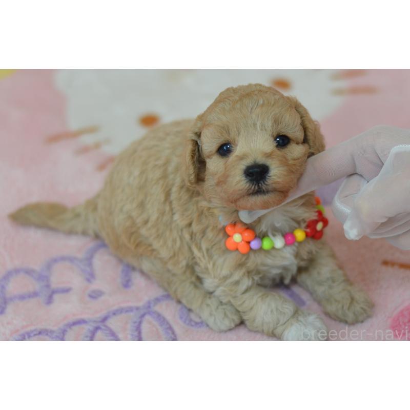 販売中の埼玉県のミックス犬-413224の3枚目