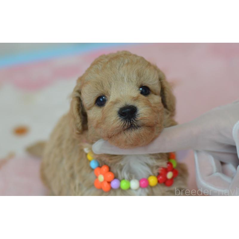 販売中の埼玉県のミックス犬-413224の2枚目