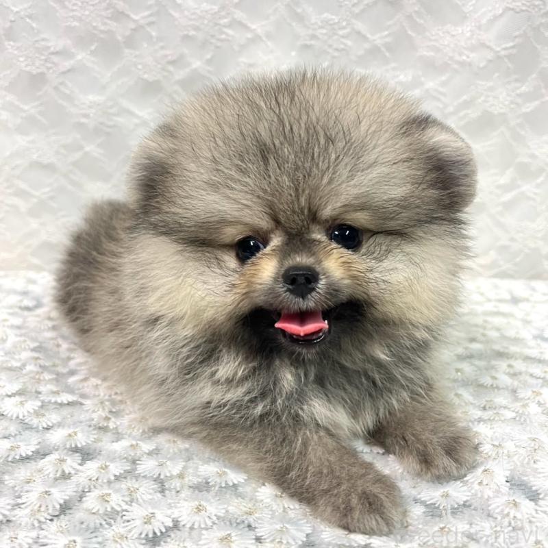 販売中の岡山県のポメラニアン-413225の3枚目