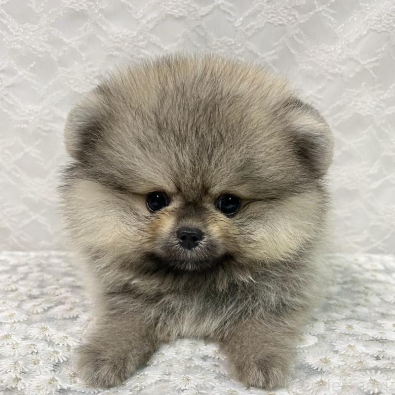 販売中の岡山県のポメラニアン-413225の2枚目