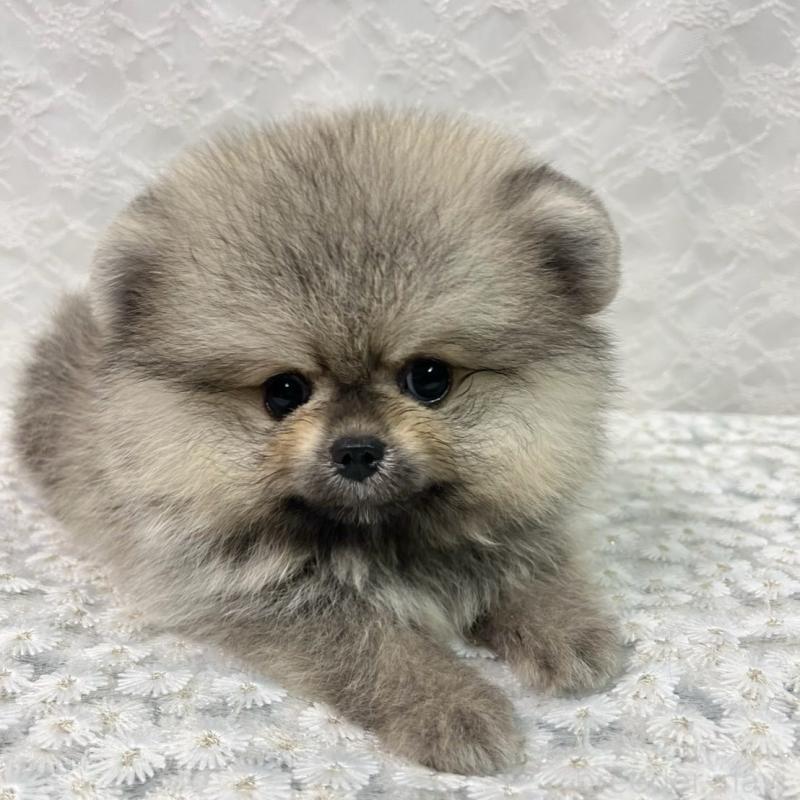 販売中の岡山県のポメラニアン-413225の1枚目