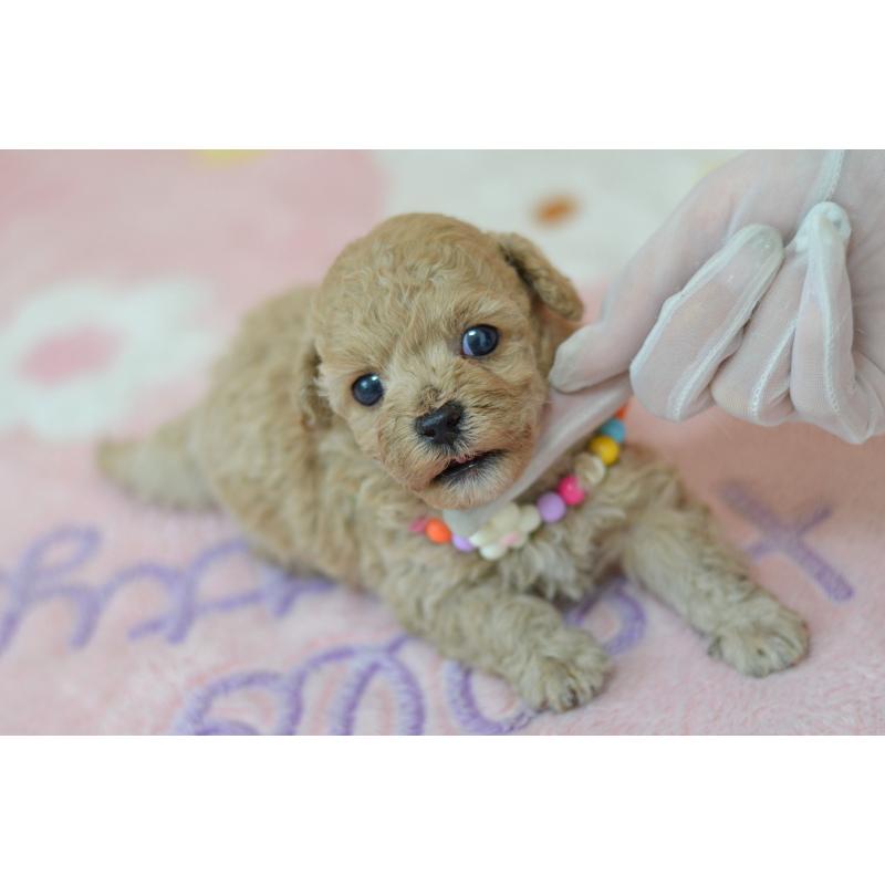 販売中の埼玉県のミックス犬-413226の5枚目