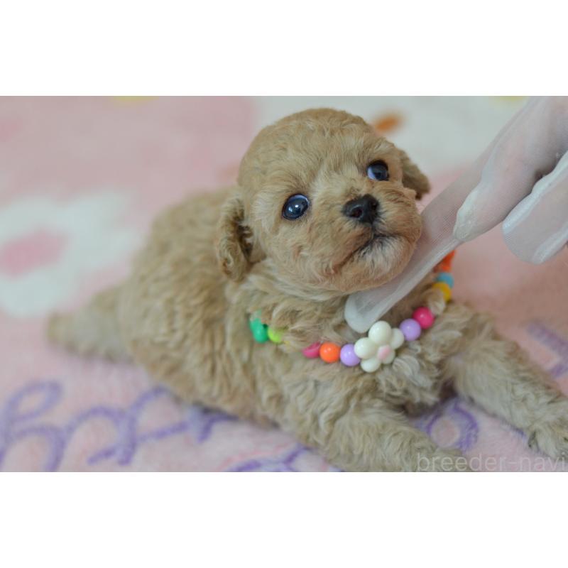 販売中の埼玉県のミックス犬-413226の4枚目