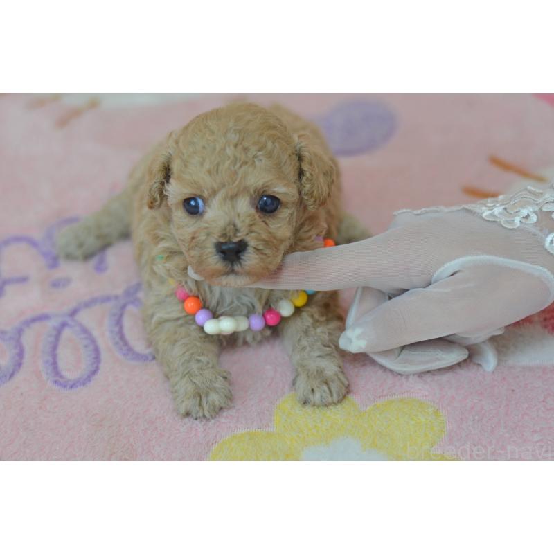 販売中の埼玉県のミックス犬-413226の3枚目