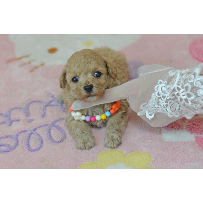 販売中の埼玉県のミックス犬-413226の2枚目